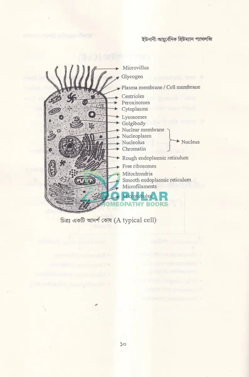 ইউনানী আয়ুর্বেদিক হিউম্যান প্যাথলজি Unani Books