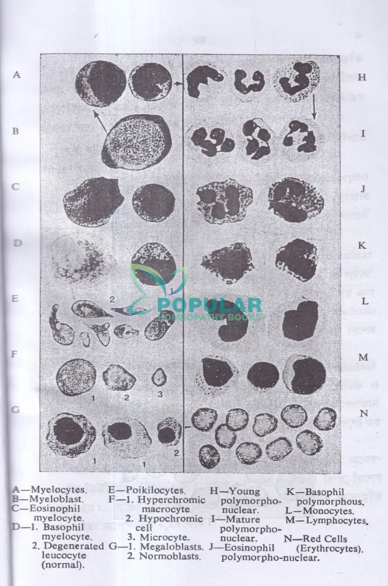 রক্ত ও রক্ত পরীক্ষা Homeopathy Books